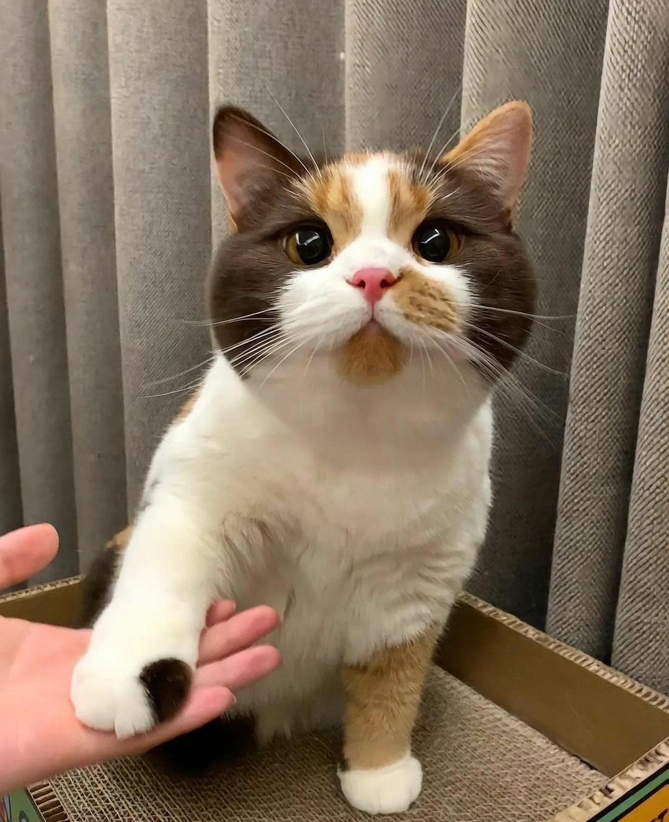 catshealdeprsn's tweet image. 