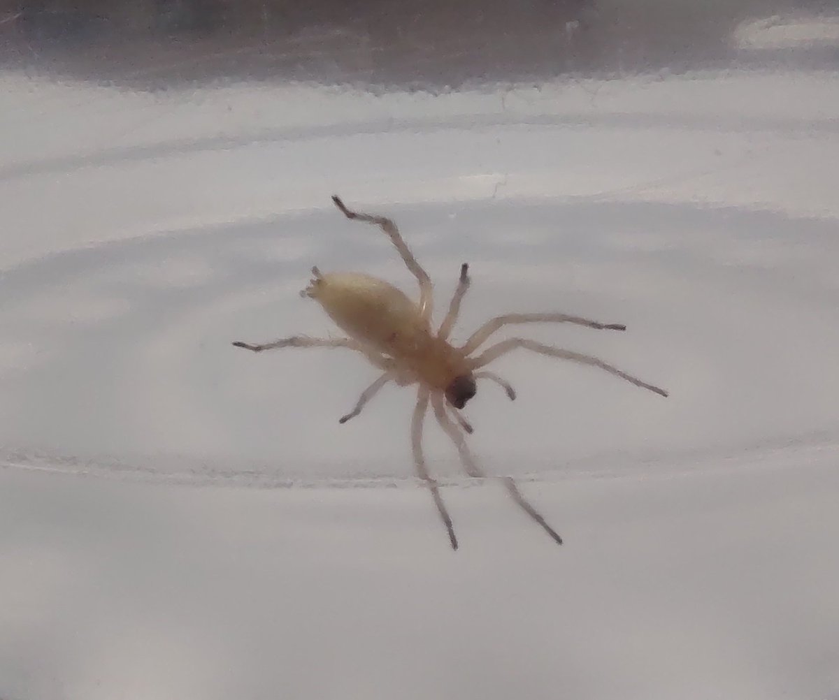 tuxtitlan's tweet photo. Hola tío @Arachno_Cosas hoy tenemos a esta inquilina en casa, es de importancia médica? https://t.co/KXpRYtIRUA