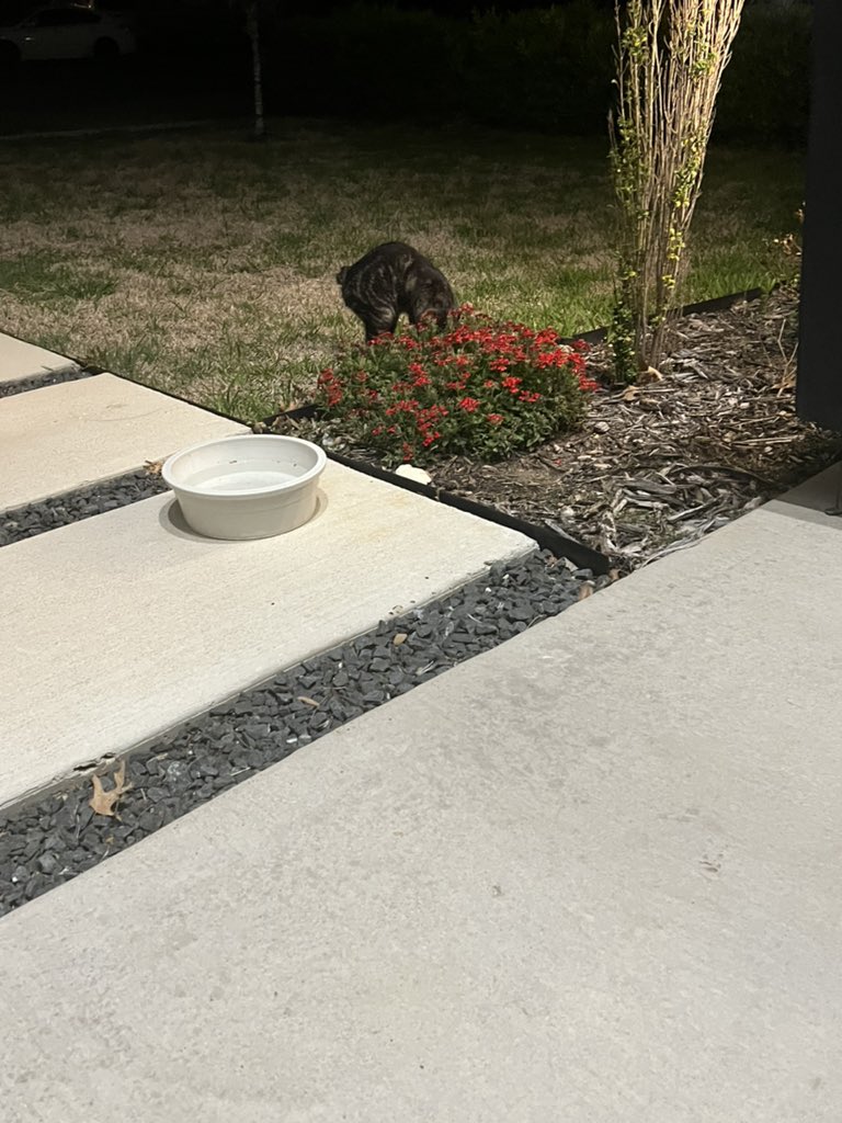 Fynnderella1's tweet image. I make friends with all of the feral cats- trust must be earned…..
#catturday #bobtail