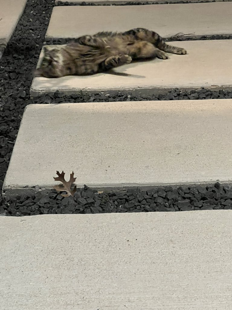 Fynnderella1's tweet image. I make friends with all of the feral cats- trust must be earned…..
#catturday #bobtail