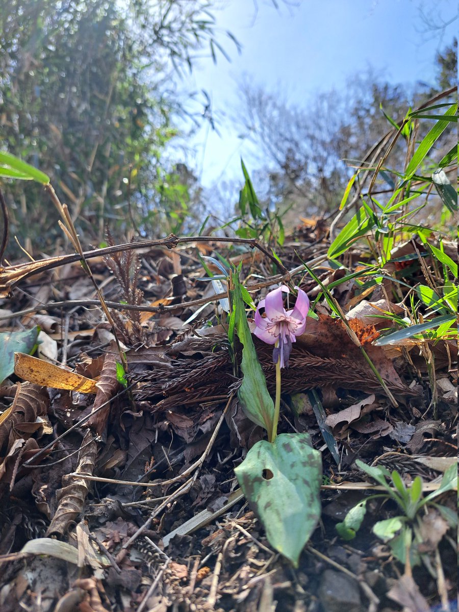 大月市　むすび山では
かたくりの花が
咲き始めました