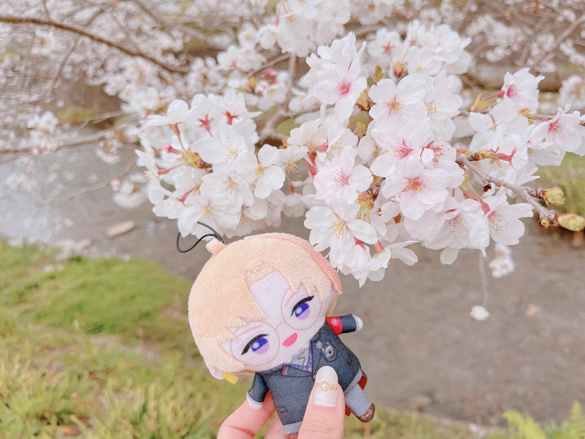 konpua's tweet photo. お花見行ってきた🌸 https://t.co/I9DwOv3gy7