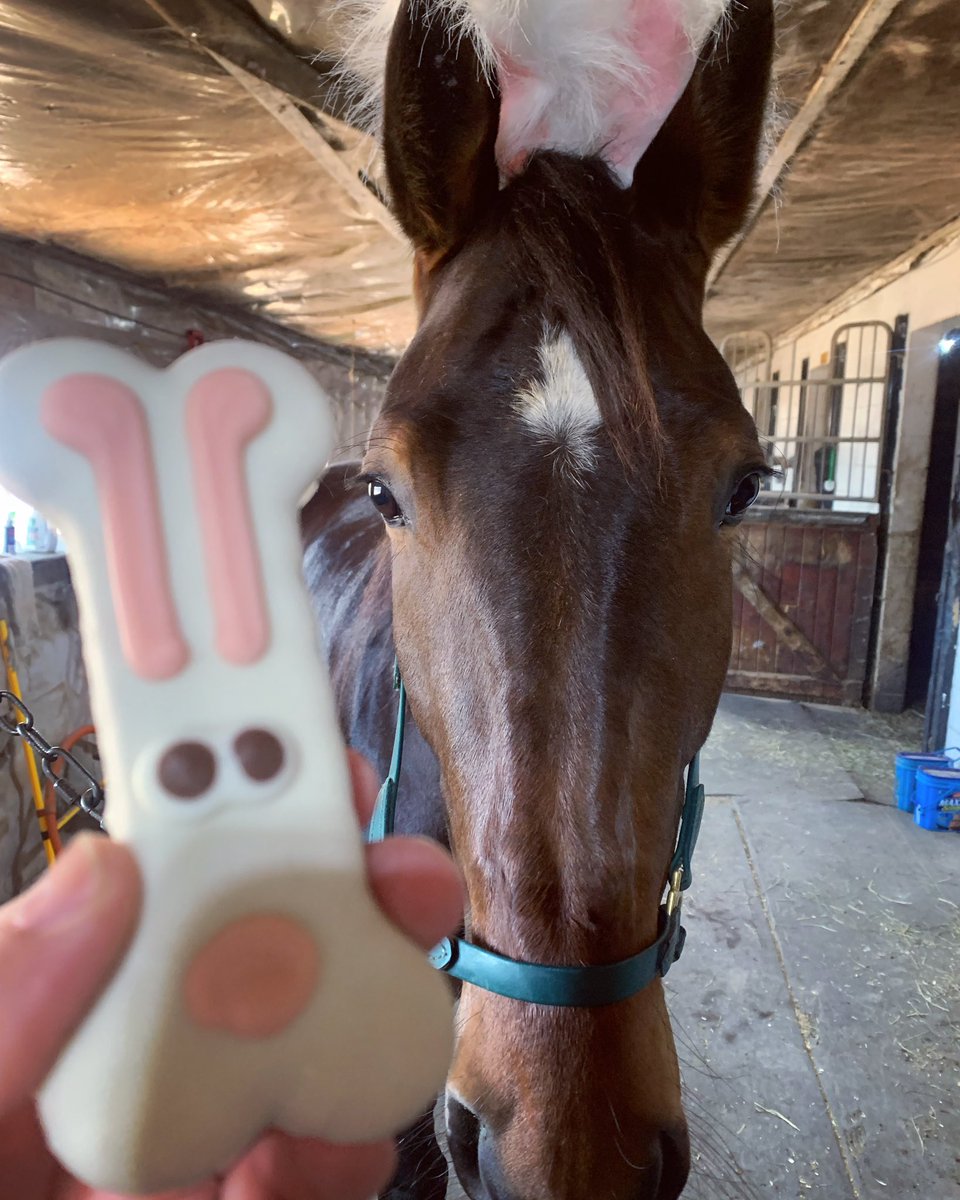 Happy Easter from ILLICIT AFFAIR!
He was so good to let me dress him up with bunny ears.  
@TheTriactor @ONTRacing #rideaucarletonraceway #easter2024 
#standardbredcanada
#ontarioracing 
#myottawa