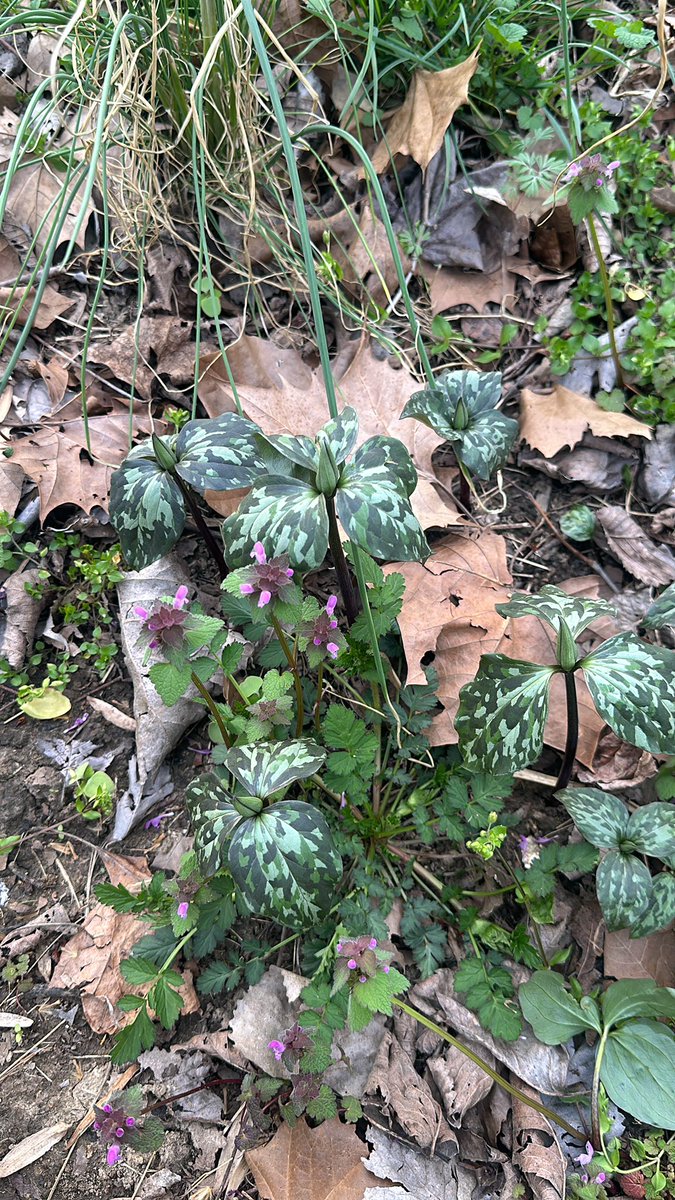 DexKleeman's tweet photo. @P_NatureTV Just find some in the woods behind my house https://t.co/PAkaGH3pC2