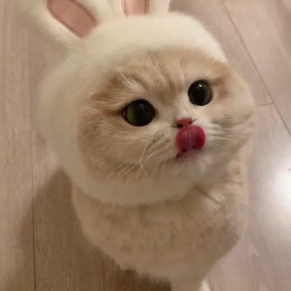 EastercatS99886's tweet photo. yall better tell all your friends about this, easter is going to be amazing - more gains and moneys for all of you!

#easter #eastercat #SOL

4fmHJKKzRYSb3MNBqVKL1CdzPvFYygWvKojmc8ico6tL https://t.co/VcOGd98COW