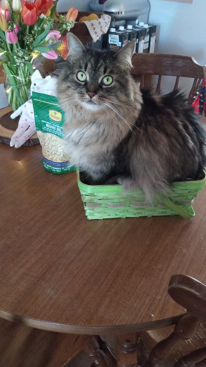 Christopherdrh's tweet photo. Easter... Cat https://t.co/rQfRmigzWC