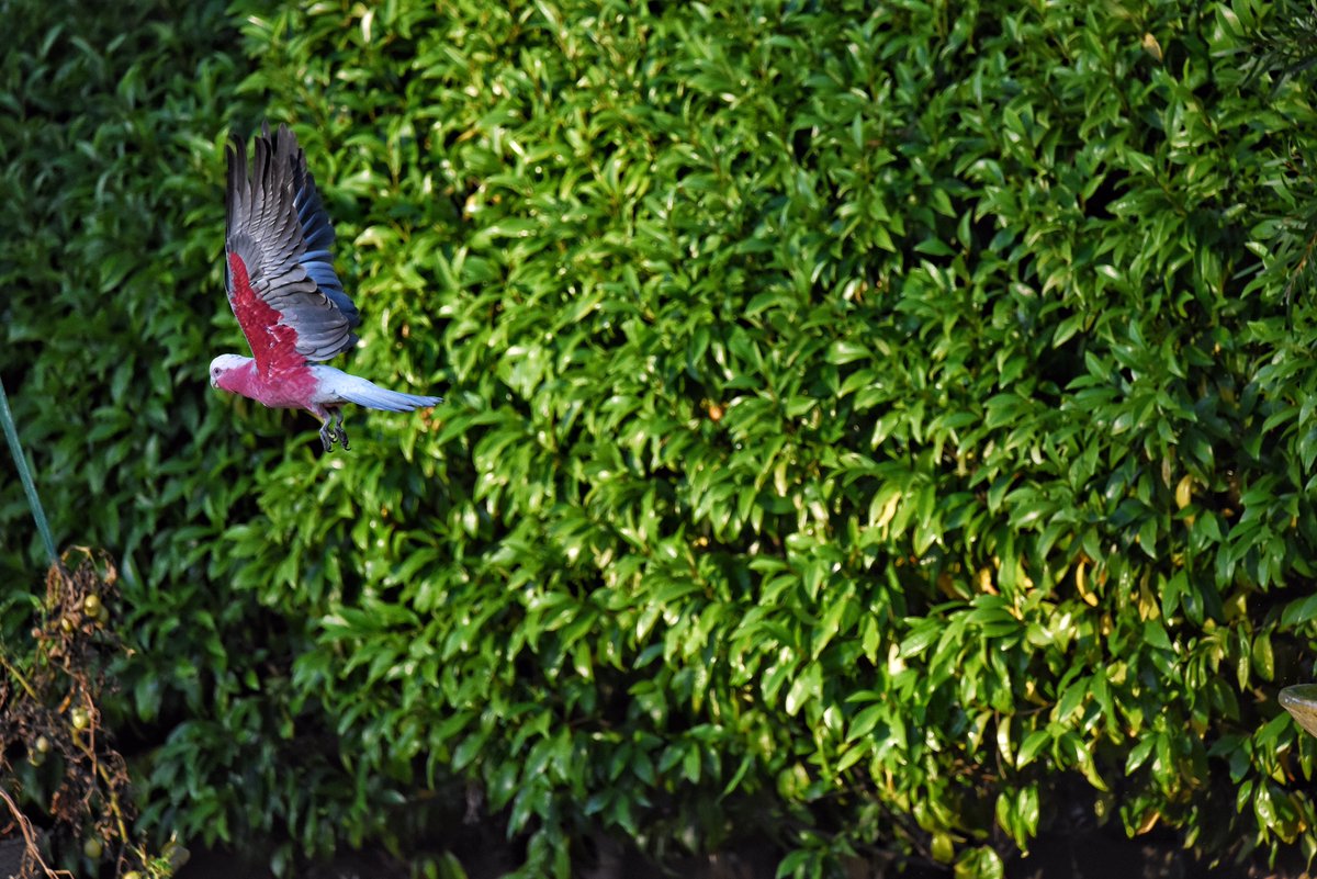 GPMooreEsq's tweet image. Galahs!

#wildoz #ozbirds #galah #birdsinflight #birdsinbackyards #parrot