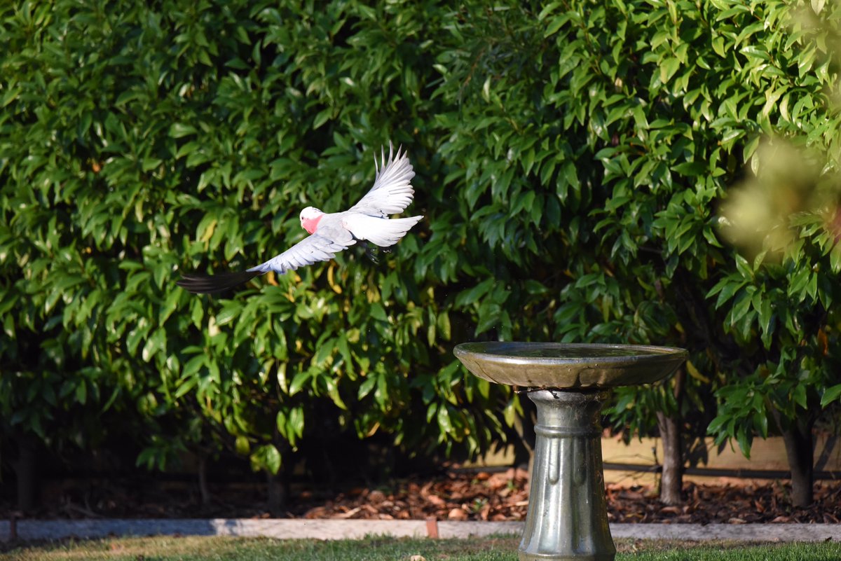 GPMooreEsq's tweet image. Galahs!

#wildoz #ozbirds #galah #birdsinflight #birdsinbackyards #parrot