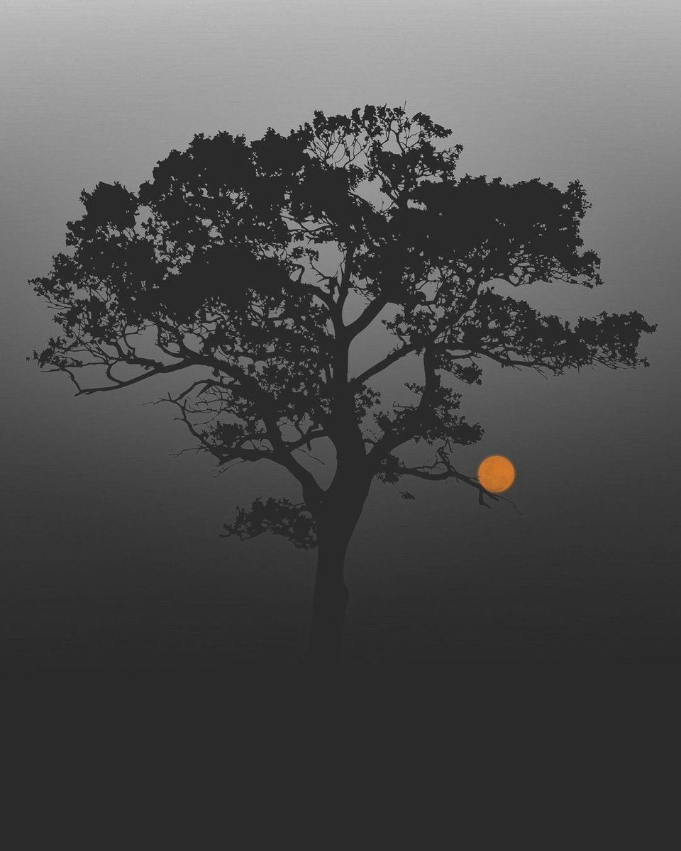 Moon on a Branch 🌙 by Ben Wolf 
#Moon #moonlover #photography #inspiration