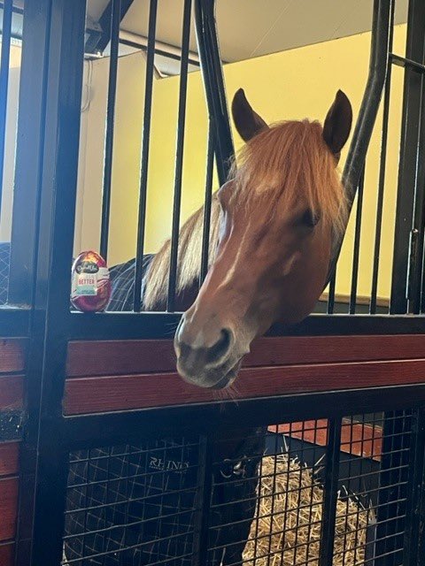 godolphin's tweet photo. 🇦🇺 Some of #TeamGodolphin’s site Easter egg hunt 📸 can you spot the bunnies and eggs?
1️⃣ #Cascadian at Carbine Lodge, Flemington
2️⃣ #Zapateo and Erin at Osborne Park
3️⃣ #Paulele at Northwood Park
4️⃣ #Parisal and Shauna at Osborne Park https://t.co/8tMak0JV3X