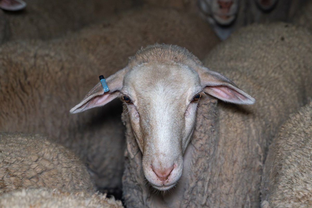 “Could you look an animal in the eyes and say to it: ‘My appetite is more important than your suffering’?” (Moby)
Please #BeVegan😞💔

#EndAnimalAg #plantbasedfuture  
(Pic- Gathercoles Abattoir Wangaratta, Vic 2024 - Farm Transparency Project)