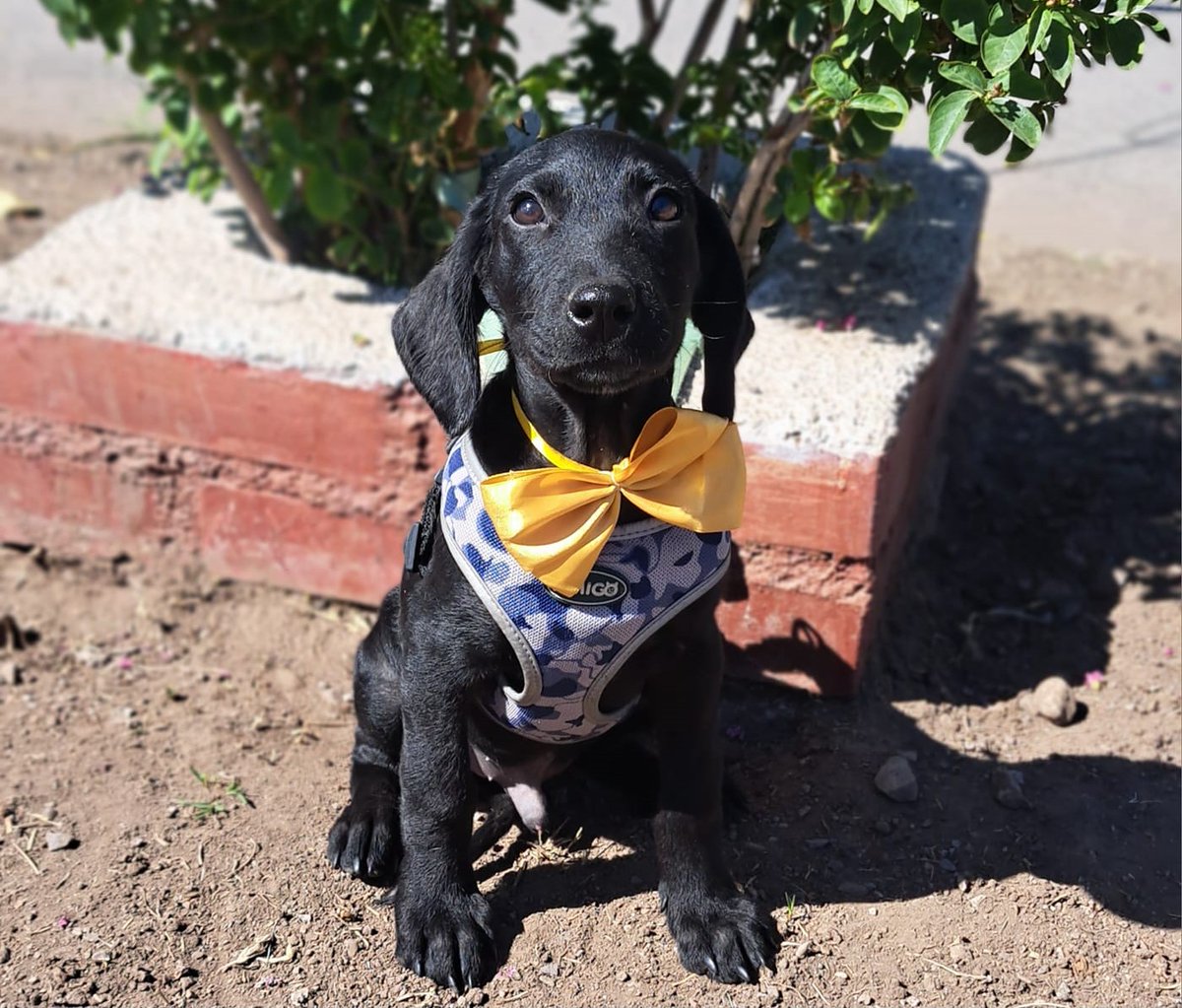 Hermoso negrito, de aproximados 3 meses, en adopción. Sus padrinos lo entregan con carnet de vacunas, desparasitaciones al día, bañado, perfumado y a domicilio. Es muy dulce, juguetón y sociable. Se encuentra en Conchalí. Si deseas adoptarlo, comunícate al +56968031880. Favor RT!