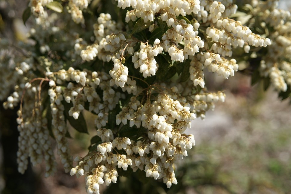 cherry_masaya's tweet photo. untitled ◆ Japaneseandromeda
3.30.2024(SONY α-900,minolta_24-85mm,M/iso100)
#japaneseandromeda #whiteflowers #springcoming
#onedaytrip #flowersphotography #japan
#写真好きな人と繋がりたい
#旅行好きな人と繋がりたい
#馬酔木 #アシビ #白い花 #甘い香り #群馬 #日本 https://t.co/zdXUrkV5LC
