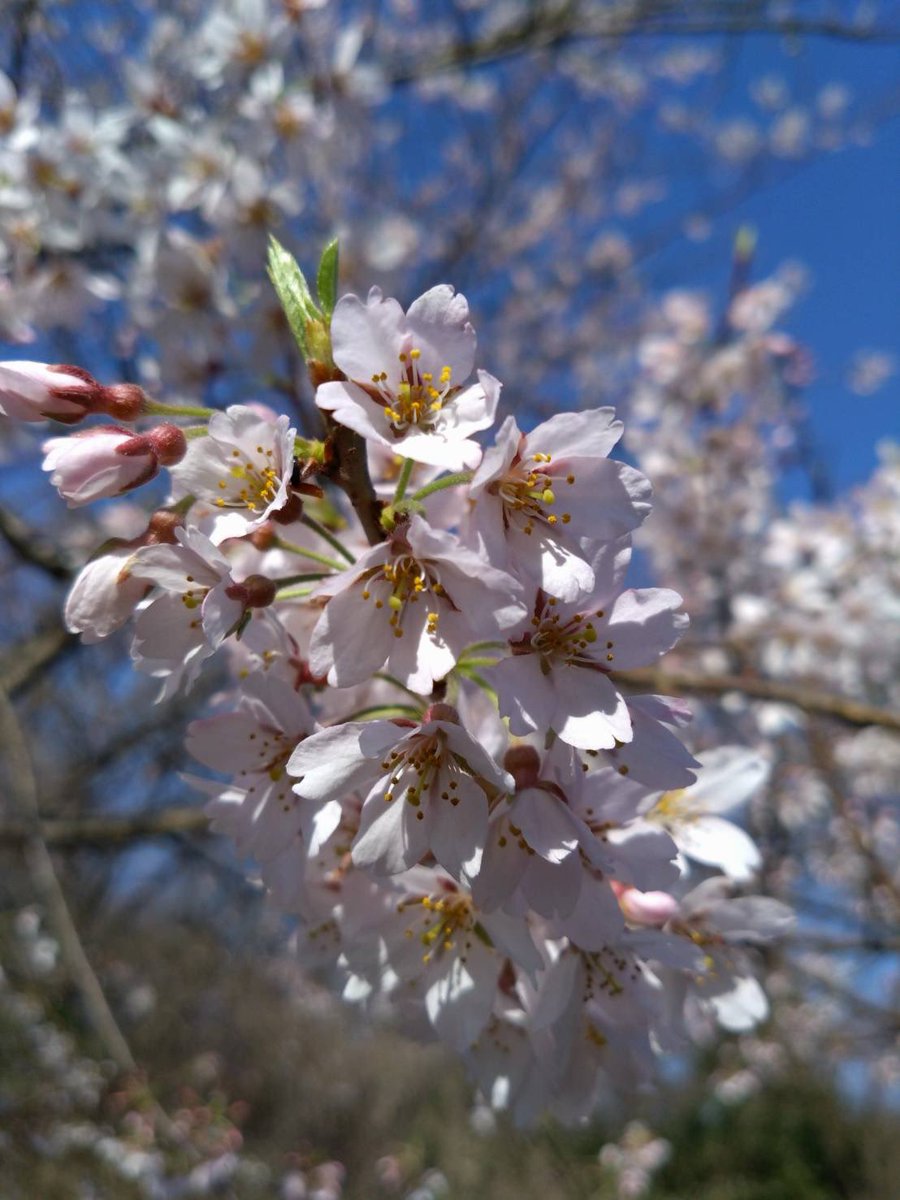 いつもありがとうございます！ 本日も定例会開催中です👍 今日、セーフティエリアの一本桜が綺麗に咲きました😁 飛び入り参加も大歓迎です。 ご来場お待ちしております♪