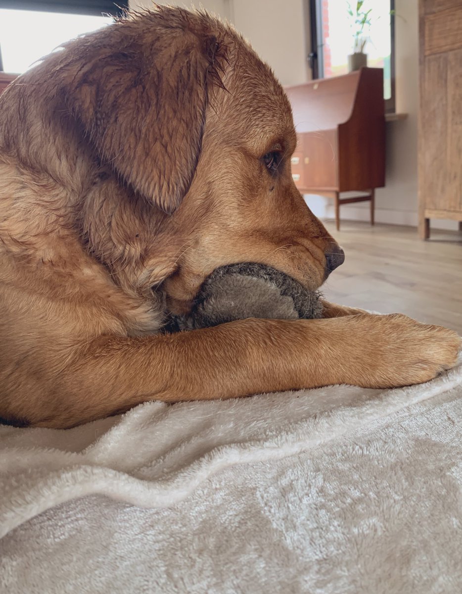 Zo schattig hoe ze steeds op haar favoriete knuffel in slaap valt ❤️ #Athena