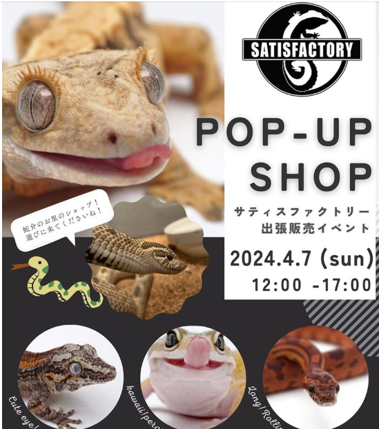 YMotokazz's tweet photo. 金沢市長町『はちゅうるいばーLIRIO』で
「POP-UP SHOPサティスファクトリー」
出張販売イベント
4月7日開催

北陸唯一の爬虫類バーが開催する
爬虫類初心者に最適の催事
飼いやすい爬虫類の子供たちがいっばい
と https://t.co/lnV360ZL4W