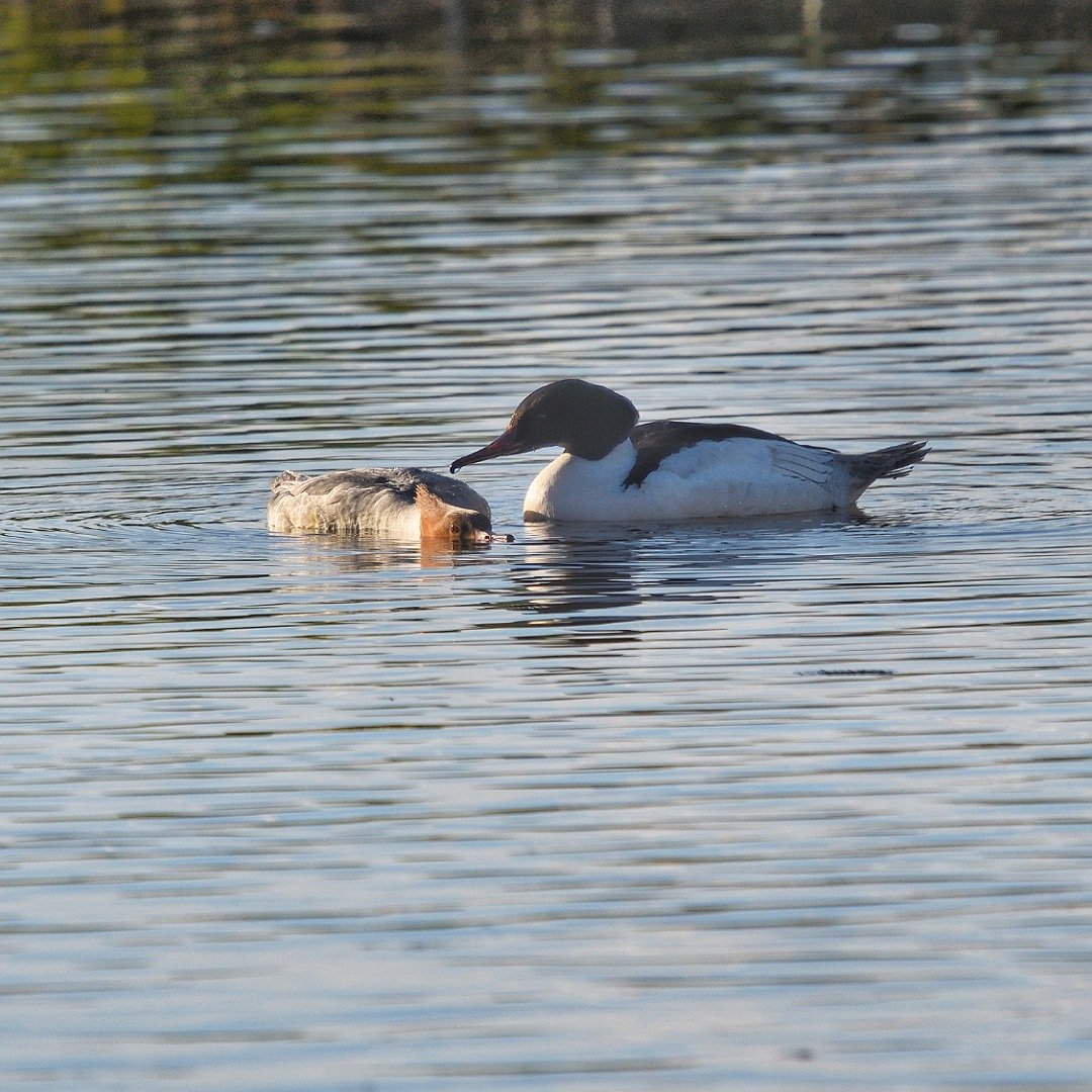 #wwtlondon gave me a nice surprise today with a pair of #goosander.