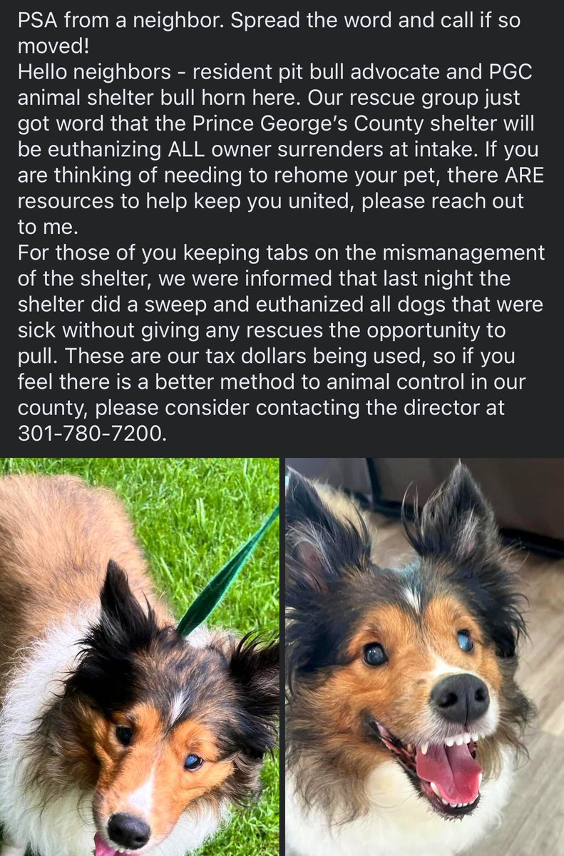 ⚠️ PSA #PrinceGeorgesCounty #PGCounty #Maryland ‼️ Please reach out to rescues if you need to surrender 💔 your doggie. Ask for help if you need 🐶 food or other basics. Neighbors will help! 🙋🏻‍♀️ Shelter is FULL & euthanizing UPON INTAKE. 😔 Please share. #Easter #FostersSaveLives