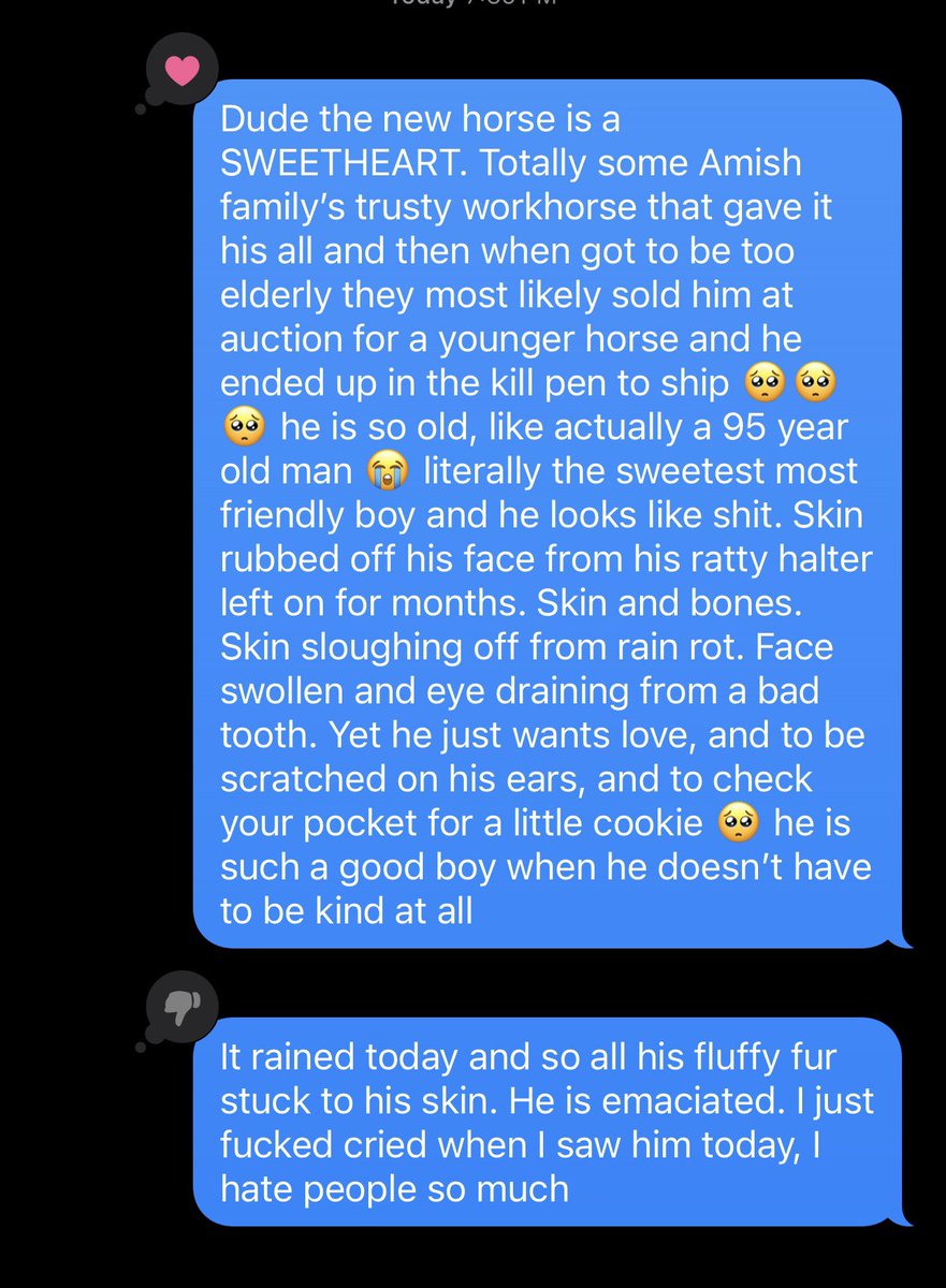 Texting bestie about Aries, thought I’d fill you in ❤️ he’s doing well, he’s 30 years old which is VERY old for a draft horse. All of these things can be healed over time and we will give him the retirement of a king 👑