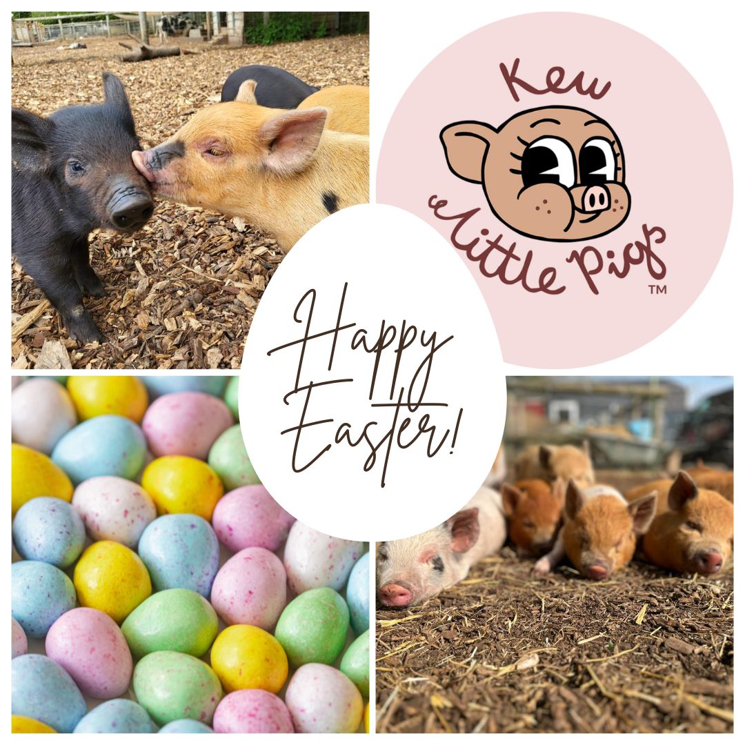 Happy Easter from all of us! #micropigs #animalattractions #daysout #easterholidays #farmfun