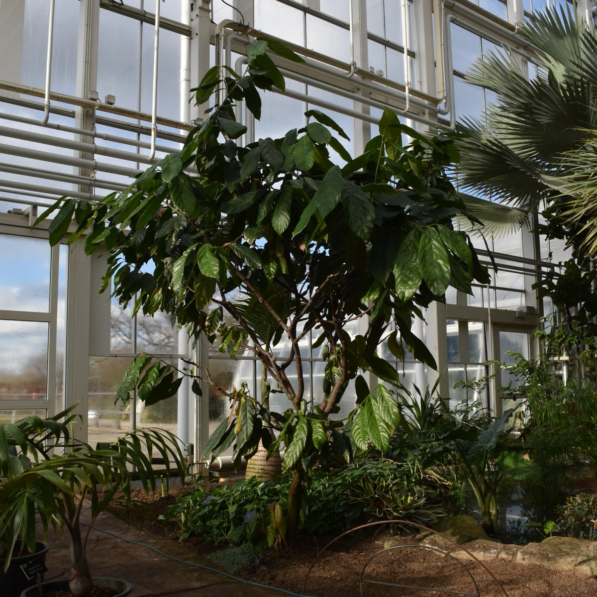 Come and learn all about the Cocoa tree, its flowers and pods. Plunge your hands into a bucket of cocoa pods and beans, and discover what happens along the process from bean to yummy chocolate bar! Monday 1 April, 11:30am & 2pm at Hilltop Live rhs.org.uk/gardens/wisley…