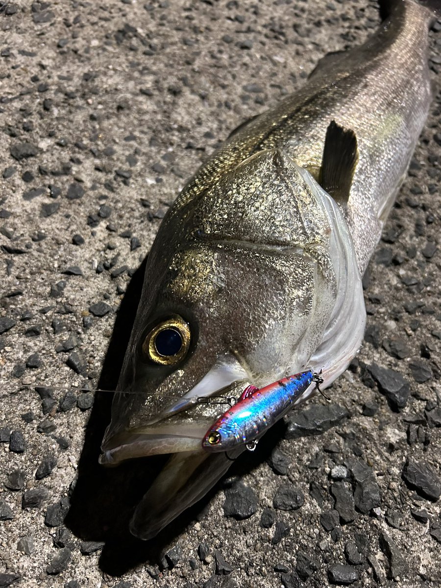 今年初関門シーバス
久しぶりに来たエリアで現地の方からアドバイスを頂いて狙いに行きました笑
ルアーはマルジンのマーカレ65のローズウォリアー
ベイト小さすぎて厳しかった笑
サイトで釣ったこの74cm1匹で終了