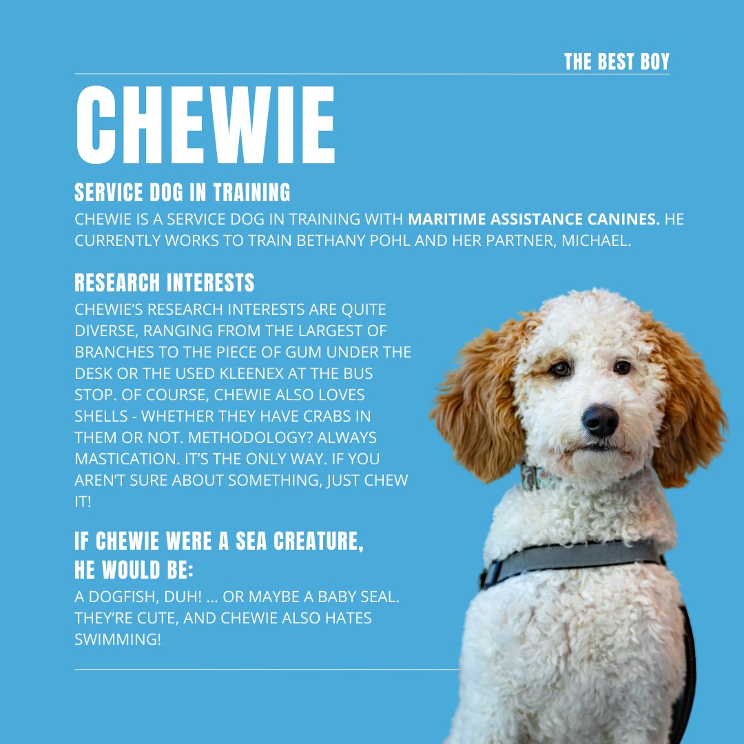 Our Honourable Mention: The Best Boy😍🐕🐩
Chewie keeps morale high, provides comedic relief, and is always willing to let you pet him when you're stressed - after asking permission, of course❤️🤗🏄‍♂️
#SOC2024 #TidesofTomorrow #SustainableOceanConference #SustOceanConf