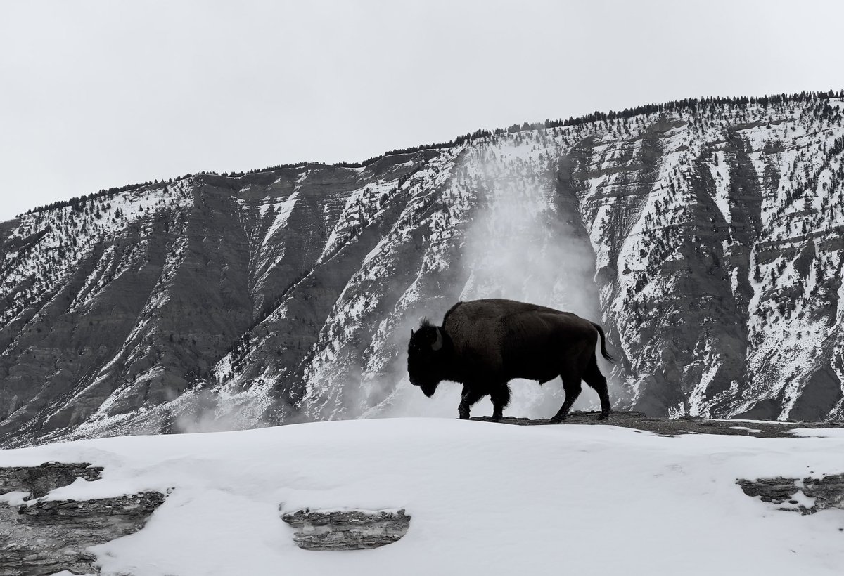 OffRoadTrailers's tweet image. #Bison and #Grizzly black &amp;amp; whites @YellowstoneNPS