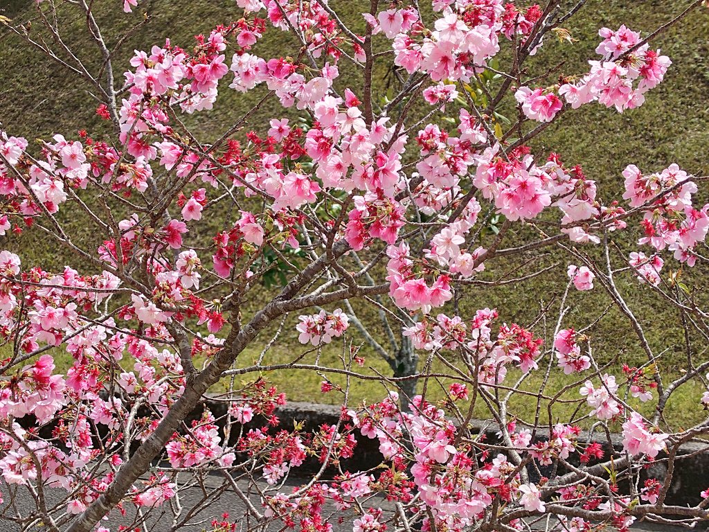 ryuusei_gou's tweet photo. 今年も桜が咲きました🌸
毎年こうして変わらない桜が観られるのは幸せな事なんですね✨😊

#桜 #開花 https://t.co/Sq5BZUgR8K