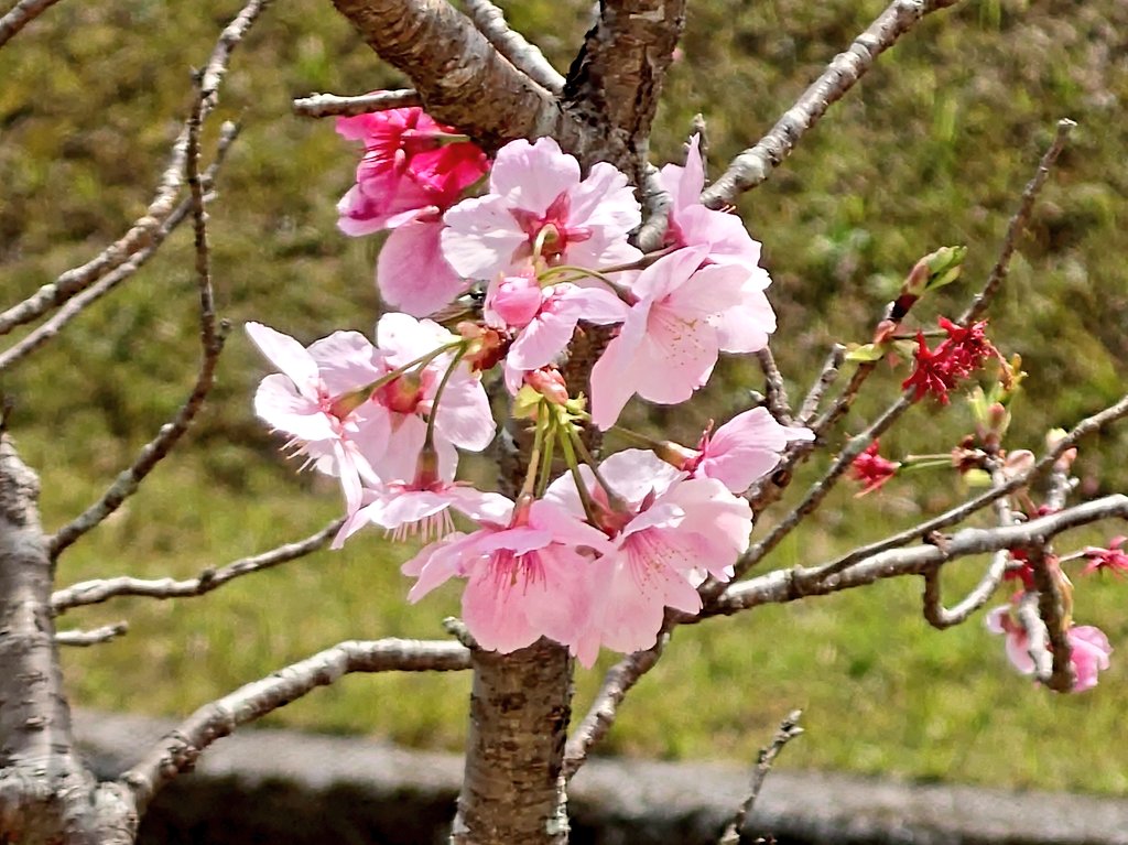 ryuusei_gou's tweet photo. 今年も桜が咲きました🌸
毎年こうして変わらない桜が観られるのは幸せな事なんですね✨😊

#桜 #開花 https://t.co/Sq5BZUgR8K