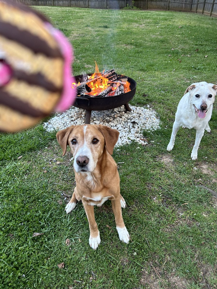 Peeps S'mores! Follow me for more recipes. 😂🤣 Happy Easter weekend! <a href="/PEEPSBrand/">peepsbrand</a> <a href="/KeeblerUS/">Keebler</a> #peeps #happyeaster