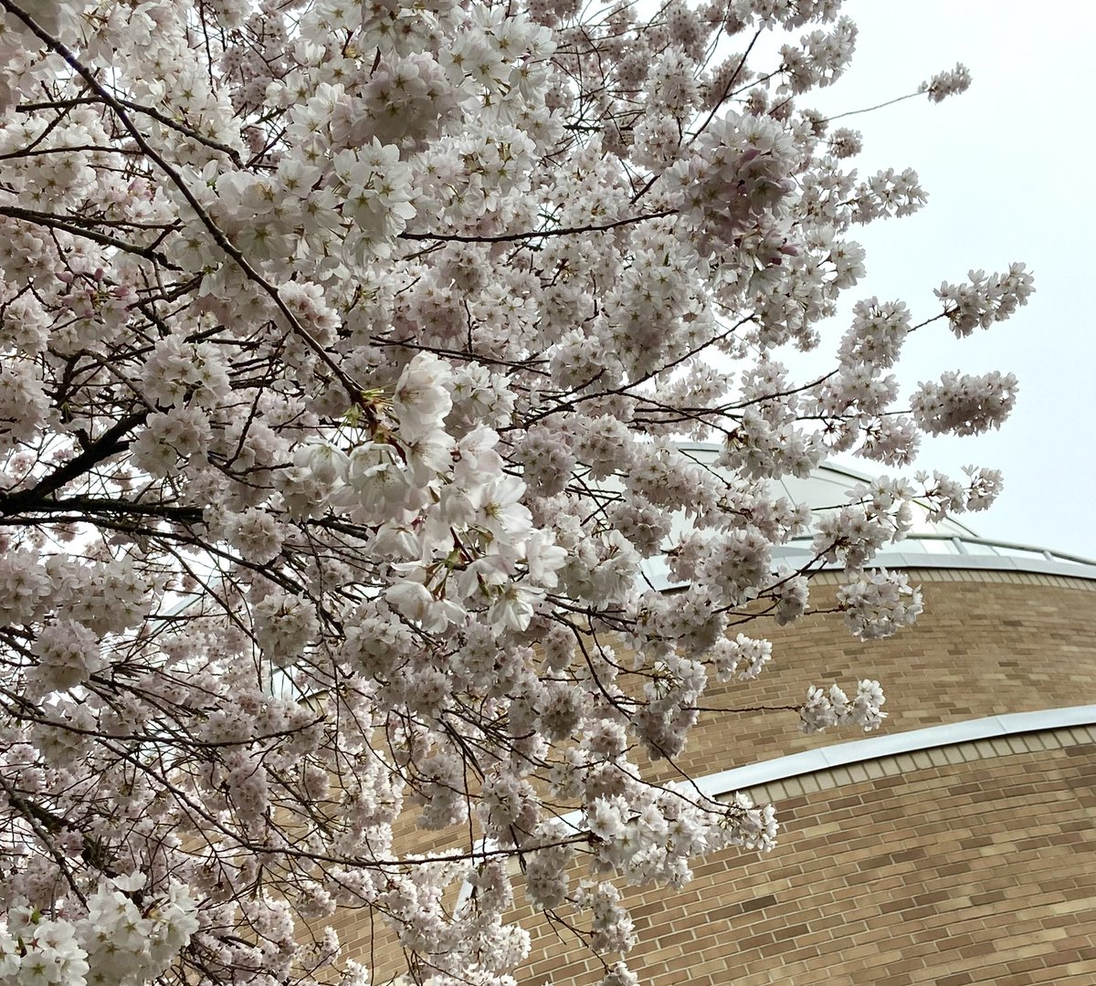 【住民発】ポートムーディー(POMO)ってこんな街！

🌸POMO桜情報🌸
シティホールの桜、正面は葉が出てきましたが裏側は今が盛り🌸
裏はちょっとした広場になっているので、のんびりとお花見を楽しめます😊

#portmoody #portmoodyliving #ポート・ムーディー
 #バンクーバー桜狂い