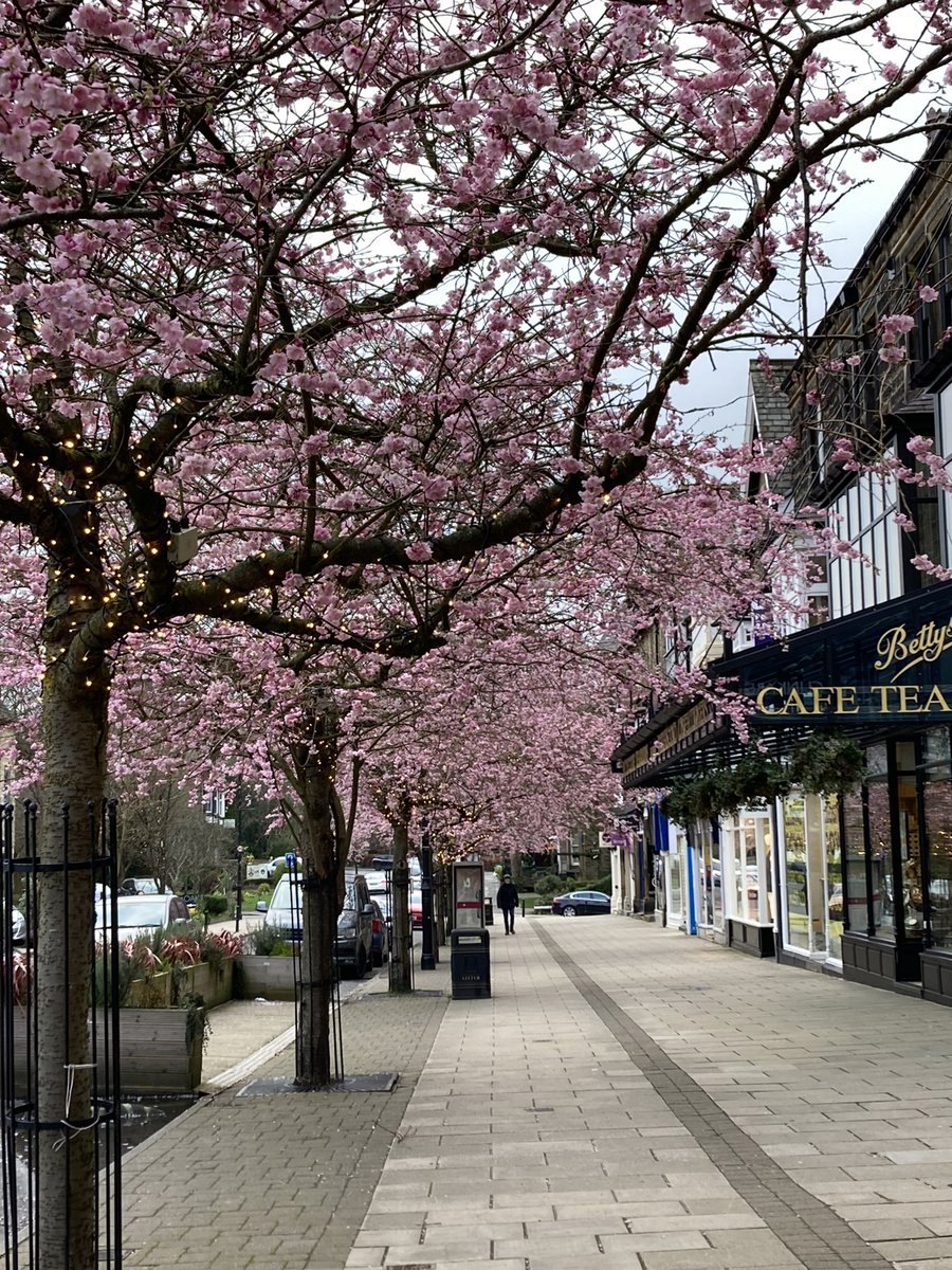 And in #Ilkley itself… Even though it was a grey day… The #CherryBlossom was looking lovely 😊 And the little lights on the trees brightened things up as well… ☺️ 🌸 ✨ 🌸 ✨ 🌸 ✨ 🌸 ✨ 🌸 ✨ #SpringBlossom #TheGrove #BlossomTime #ItsGrimUpNorth 😉 @Discover_Ilkley @Bettys