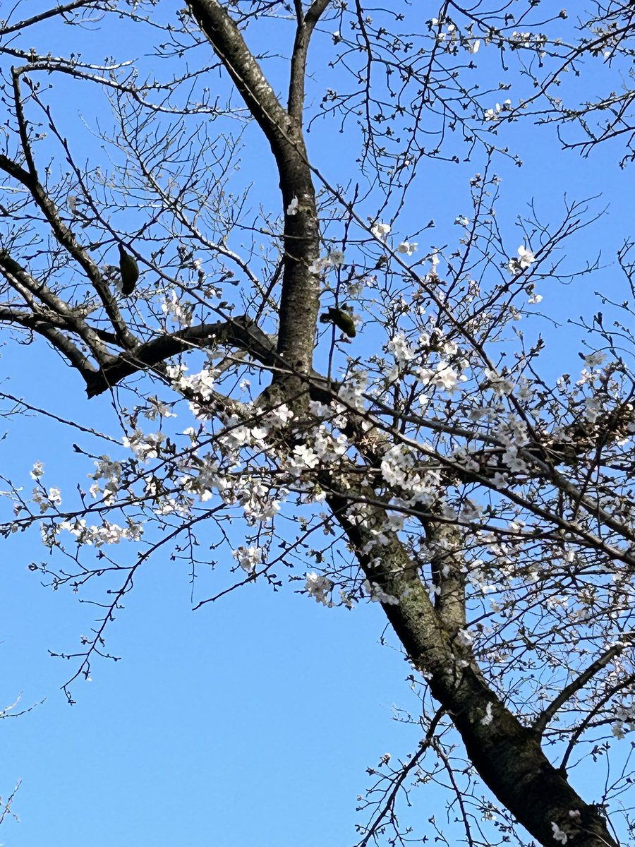 「桜が咲いて、うぐい....メジロがとまっていました。つがいかな、かわいいな。 」|黒百合姫 | 漫画家＜物語の中の人9巻発売中＞のイラスト