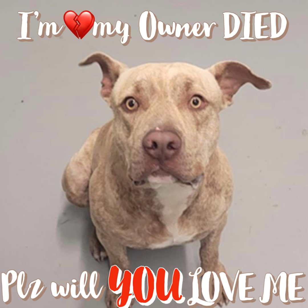 🆘KING Yellow Staffy 2yr
#А365662
KING won’t get to grow up with his Owner…
KING was found LAID down by his beloved DECEASED Owners side LOYALLY never left him💔
This sweet friendly boy IS
BEREFT, LOST his WHOLE🌎
🆘Can YOU #Adopt KING
Adoption fees+ PAID
🙏HELP #Pledge 4 #ResQ