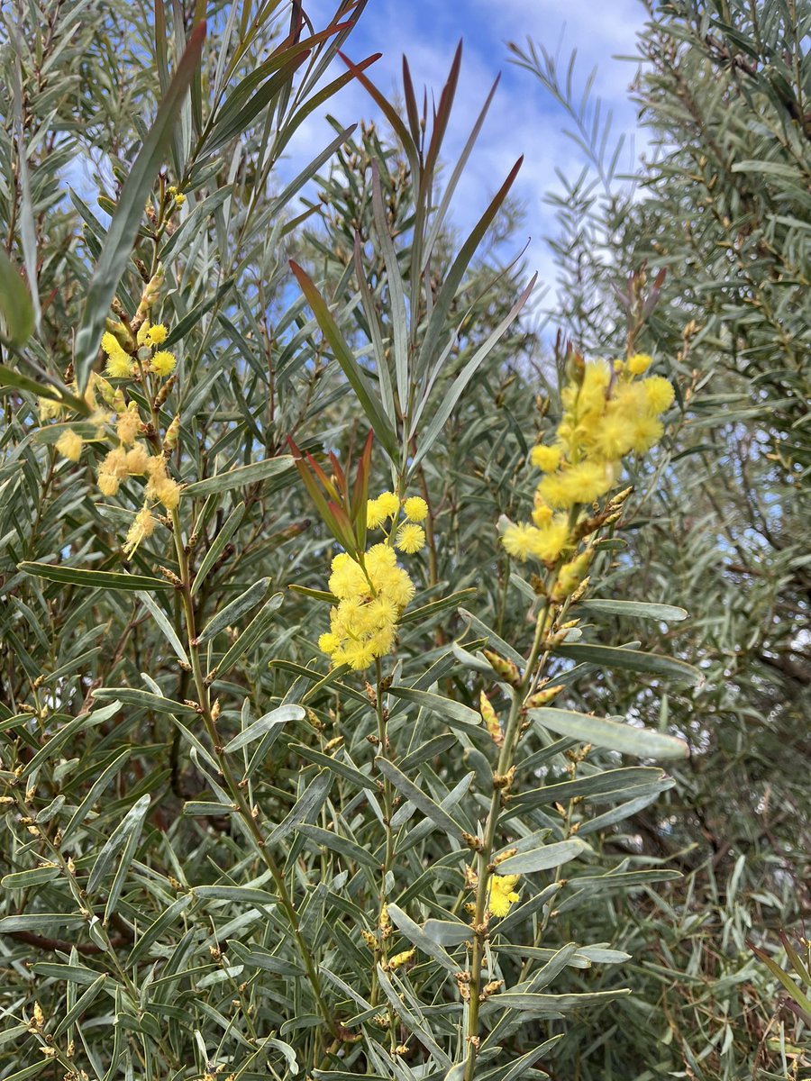 Lovely Easter Sunday run along the edge of the Mersey with just the wildlife, myself thoughts and myself. Warm humid morning with some breeze and you have to ask why is the wattle starting to bloom it’s not even winter yet 🫤 #havealovelyday