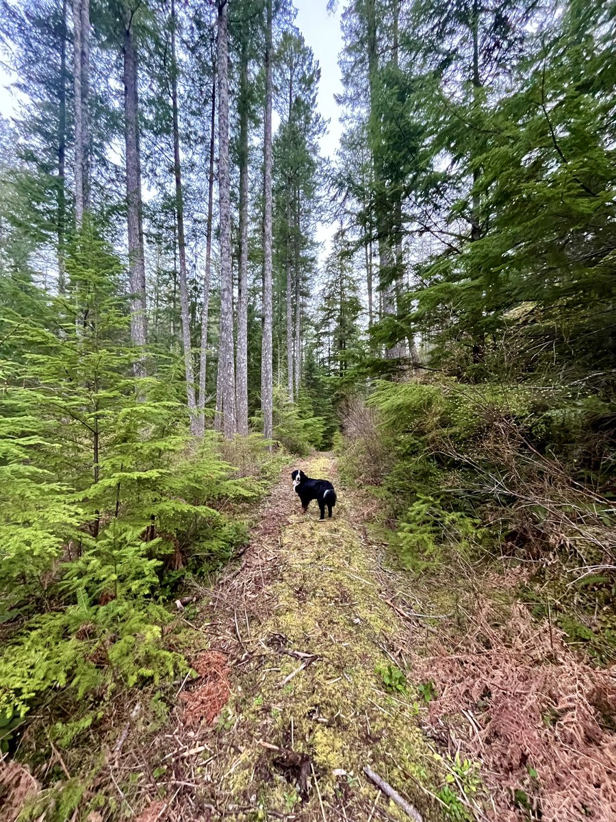 Beautiful morning out on the trails! 🌲🐻
.
.
.
.
.
.
#lizzie #bmd #bernese #trails #easter