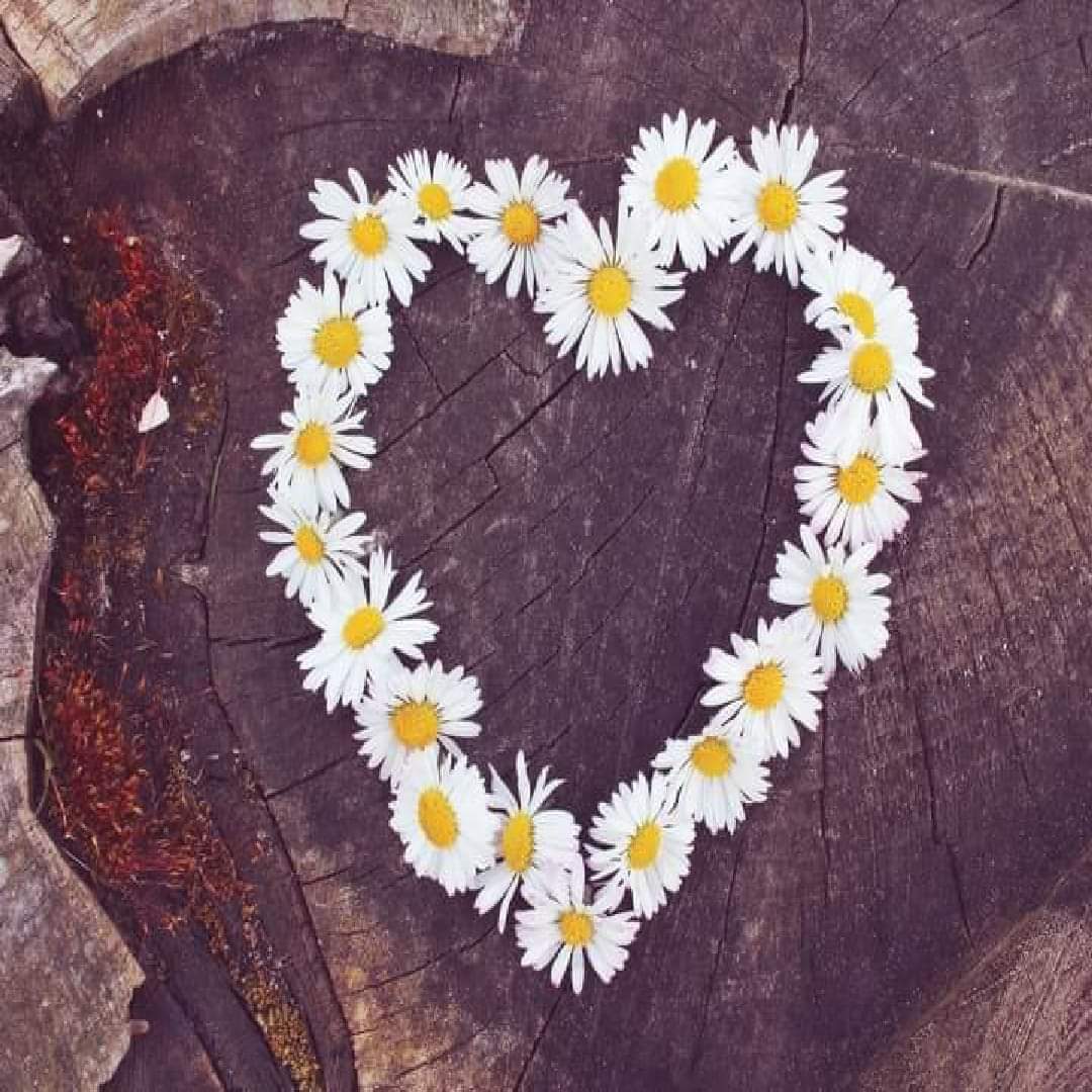 عندما تخسر لا تخسر قلبا فكل شيء يعوض الا القلوب ان ذهبت لا تعود 

صباح القلوب الدافئه