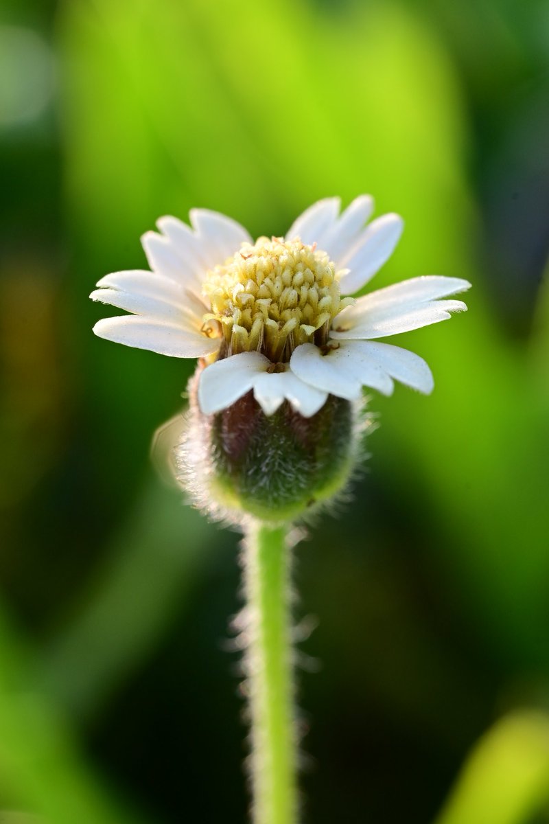 sasaOfficial5's tweet photo. 野花

#photography #Nikon #Microphotography #microlens #ファインダー越しの私の世界 https://t.co/iY2dqH839n