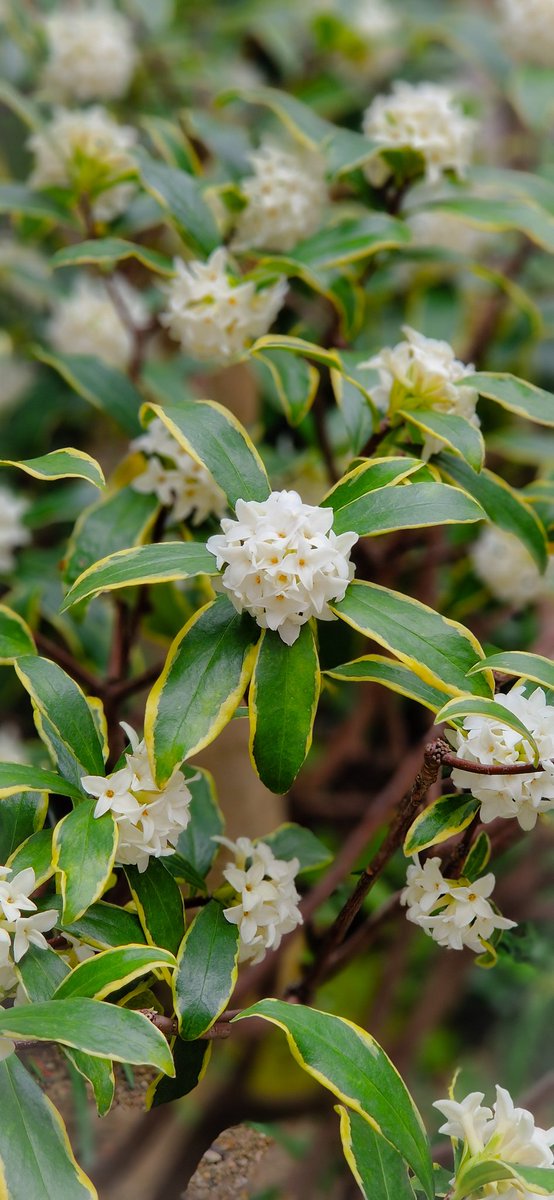 Variegated Daphne 😍 Amazing scent. One of those plants I really like to try to grow in my garden. It's not hardy in DK , but I'm willing to take a chance 😉 #Flowers #gardening