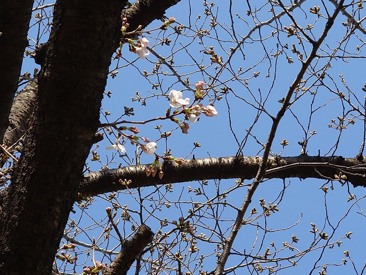 KouhokuBASE's tweet photo. 朝散歩。
ヨコハマヒザクラが、満開です。
ソメイヨシノはまだ蕾、いくつか花が咲き始めてました。
＃ヨコハマヒザクラ
＃新横浜駅前公園 https://t.co/zDREzciE9n