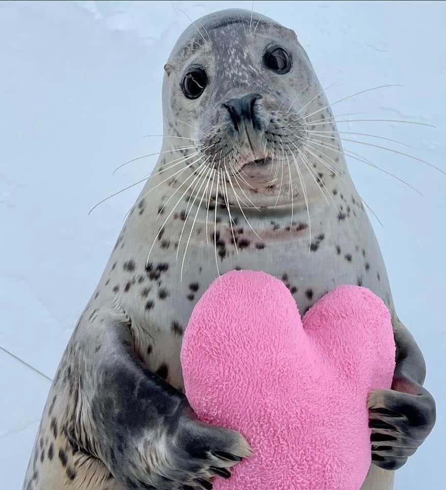 Seals with heart pillows <3
#seals #heart #heartpillow