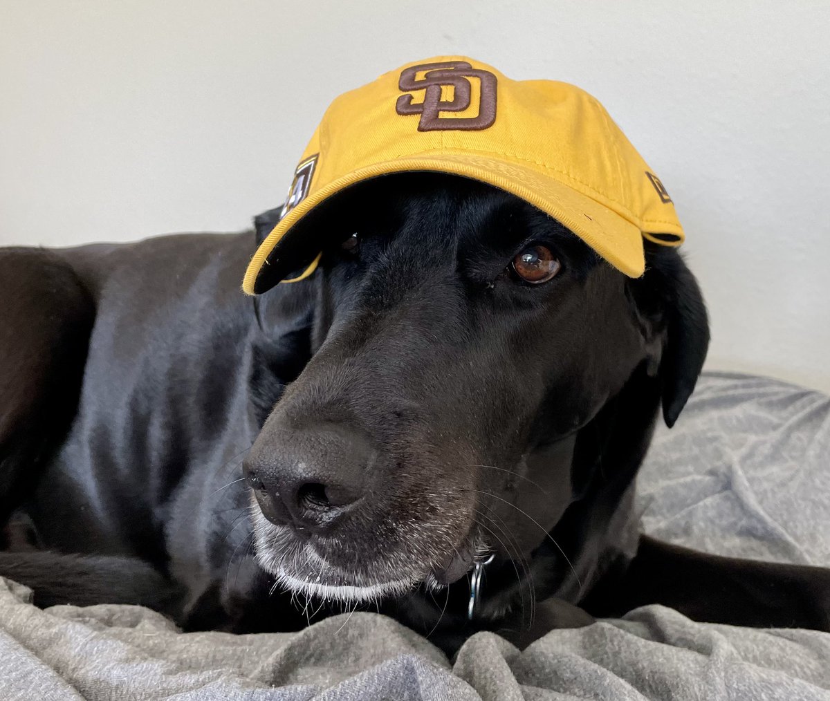 #PadresPets Spaulding says Go Padres!
