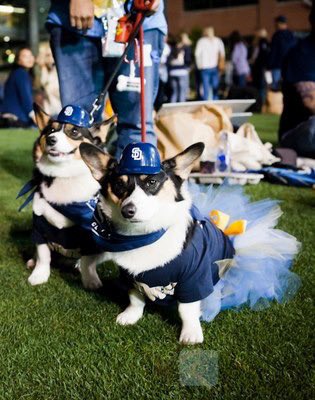 sdmactech's tweet image. #padrespets