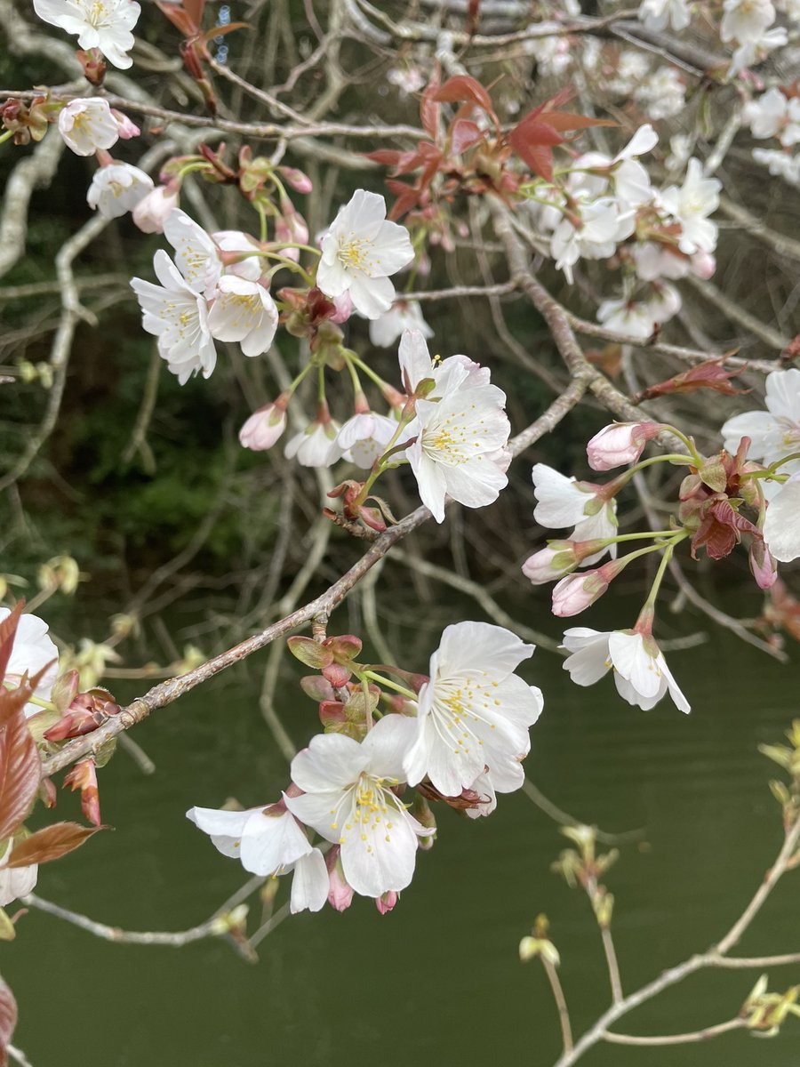 switch_caster's tweet photo. ようやく自分にも春が来た。

めぼしいシャローはヘラのハタキで全滅、水深のある岩盤エリアでターンのあとのただ巻きでした。

#バスフィッシング
#トップウォーター
#フロッグプロダクツ
#アリバイルアー
#パロット https://t.co/7b3ovyi29y