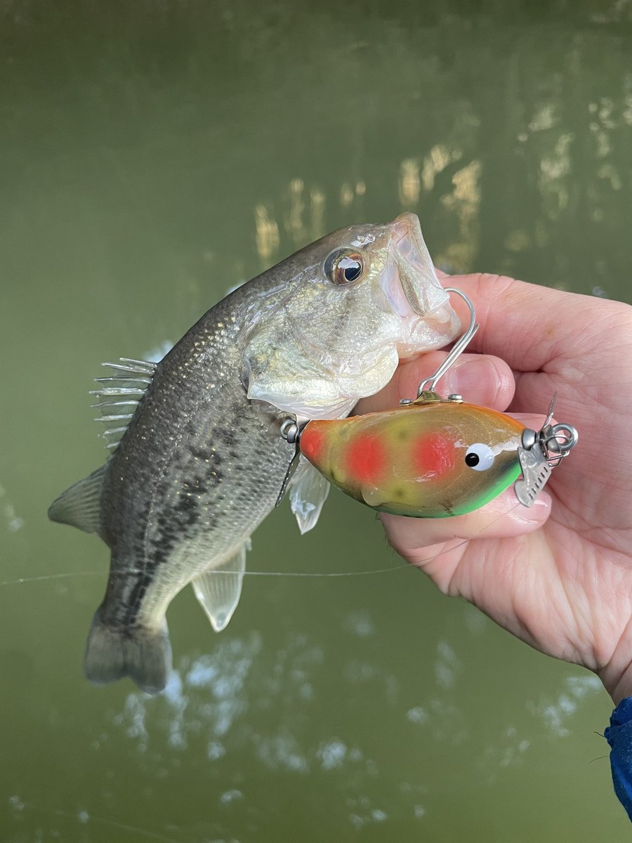 switch_caster's tweet photo. ようやく自分にも春が来た。

めぼしいシャローはヘラのハタキで全滅、水深のある岩盤エリアでターンのあとのただ巻きでした。

#バスフィッシング
#トップウォーター
#フロッグプロダクツ
#アリバイルアー
#パロット https://t.co/7b3ovyi29y