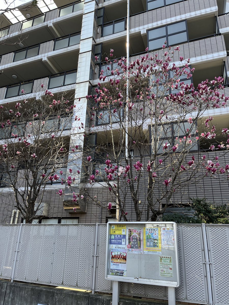 おはようございます。
オダサガは快晴☀️
木蓮の花が咲き始めました。
春本番ですね。
#小田急相模原　#賃貸　#ミカハウジング