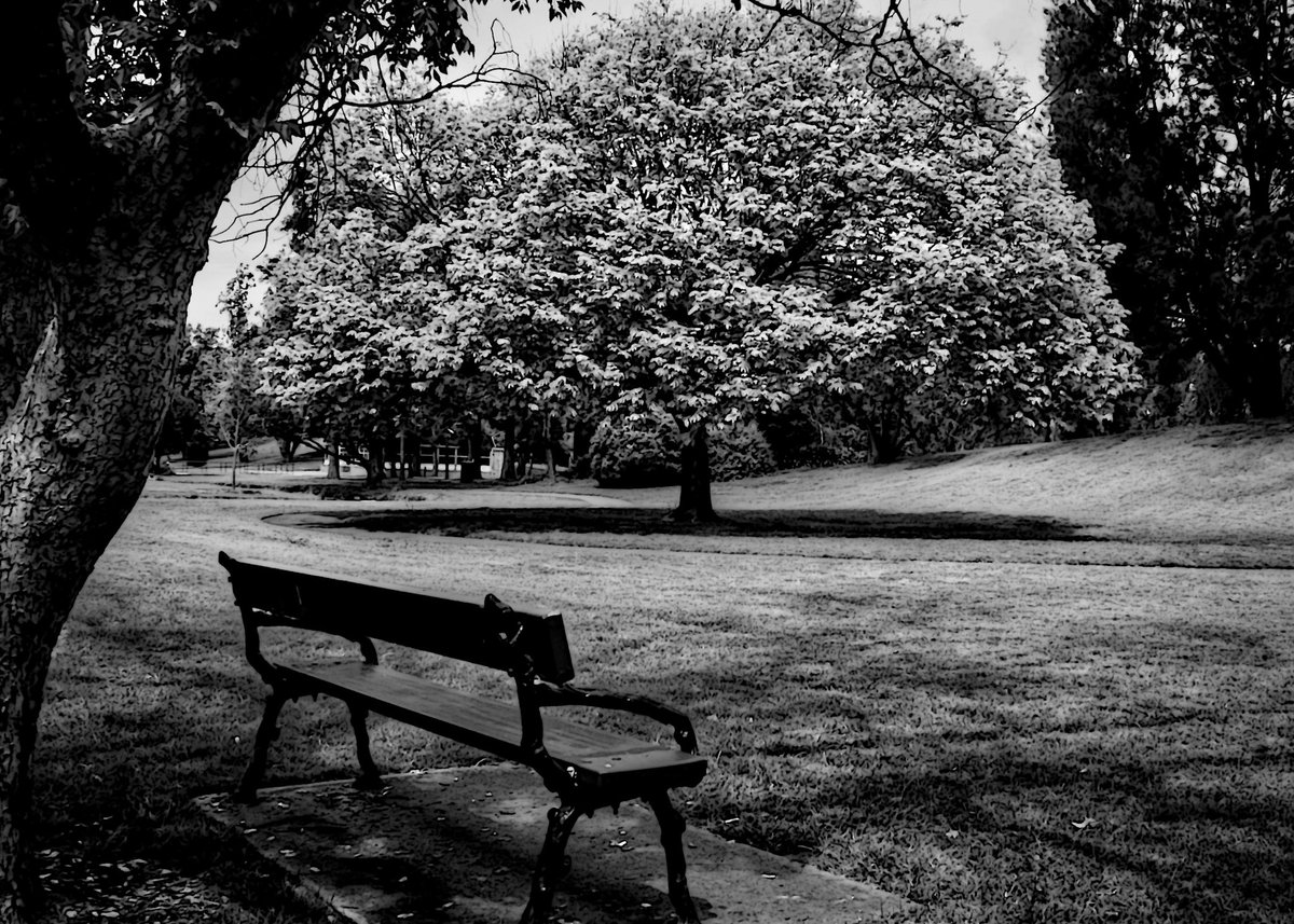 csdock's tweet image. Shaded serenity