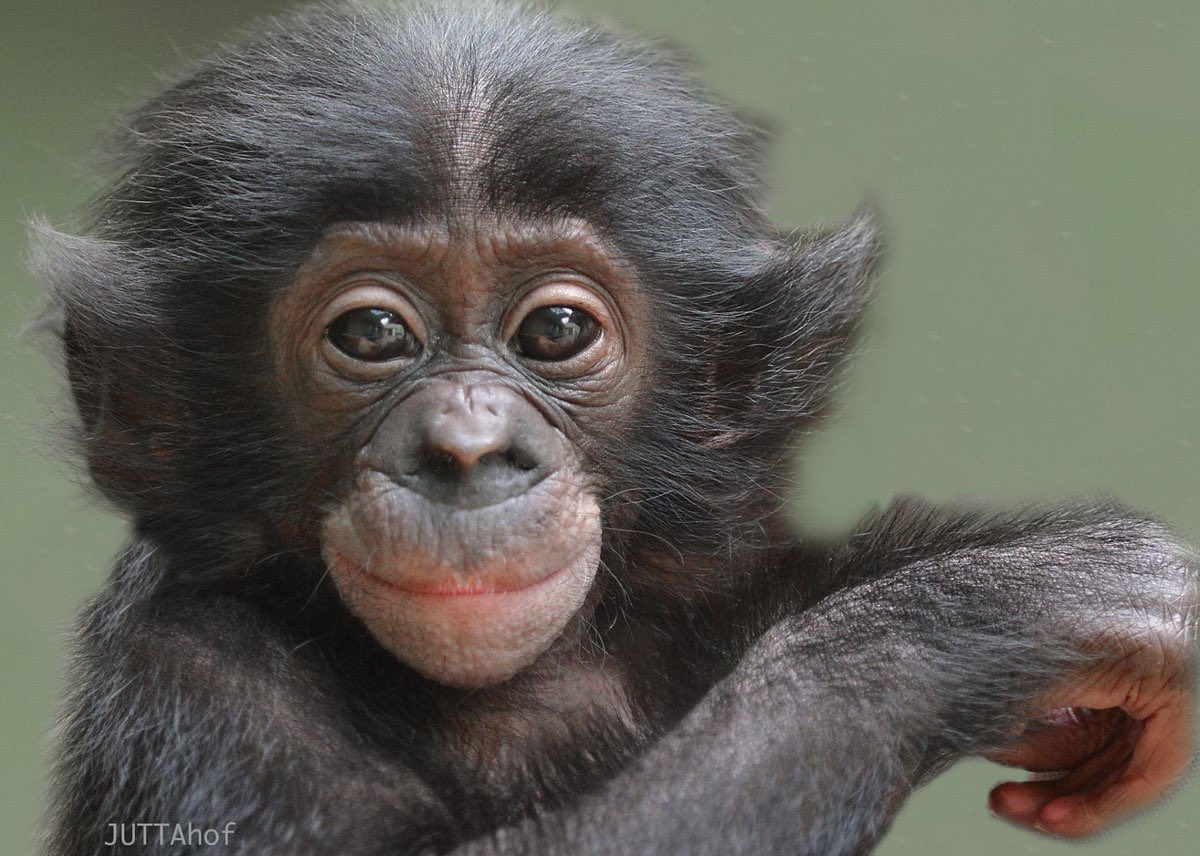 Gibbons Daily tweet media