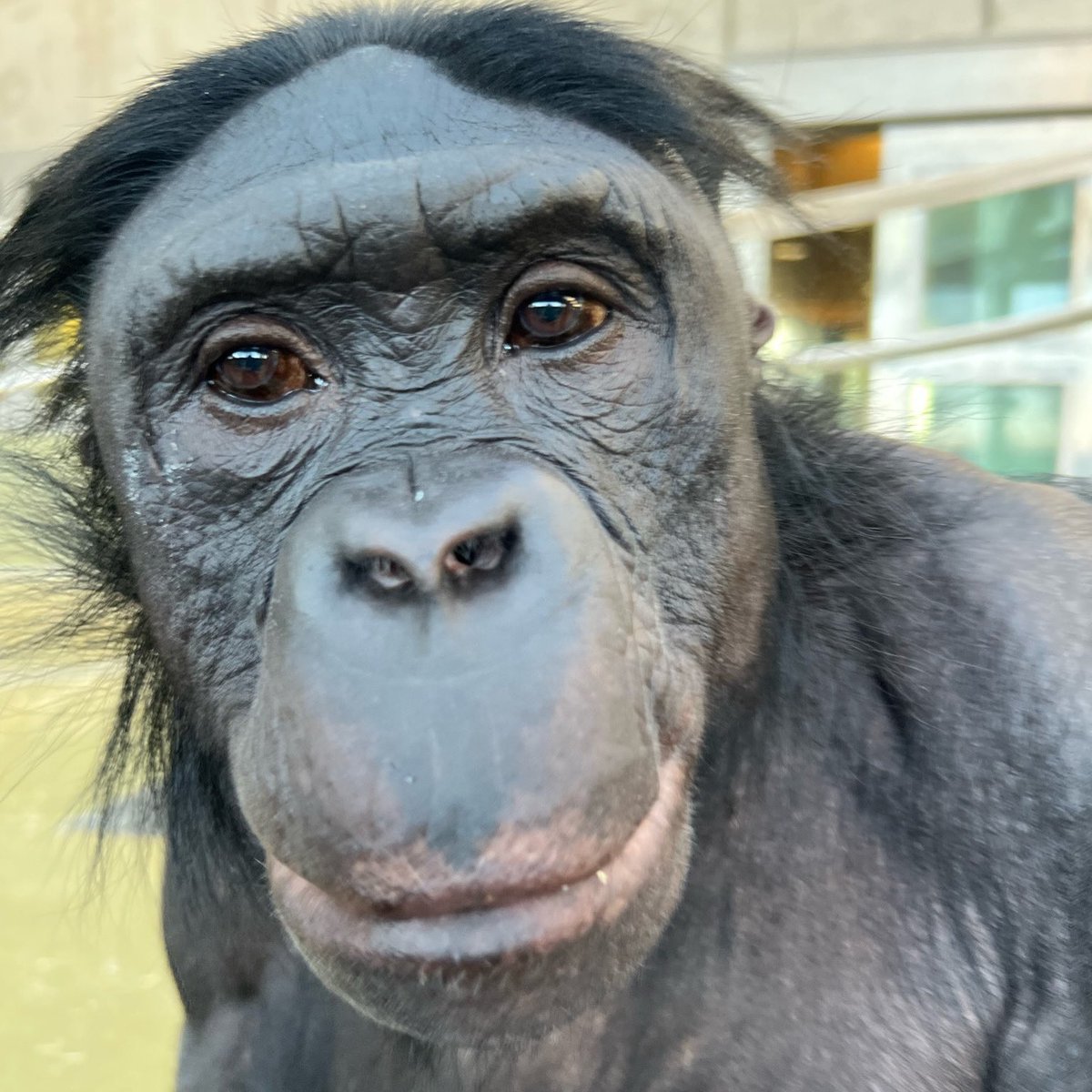Gibbons Daily tweet media
